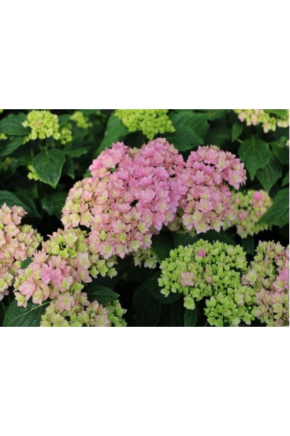 Hydrangea macrophylla You & Me Together 