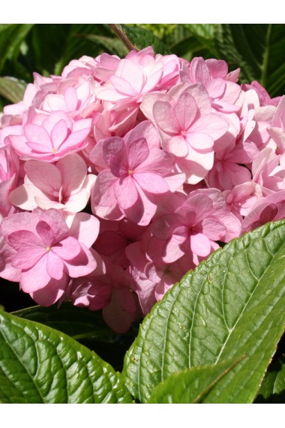 Гортензія крупнолиста Ю енд мі Тугезе