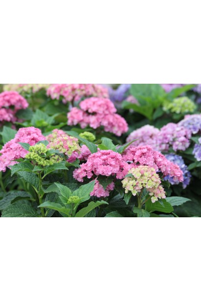 Гортензія рожева Ю енд мі Тугезе