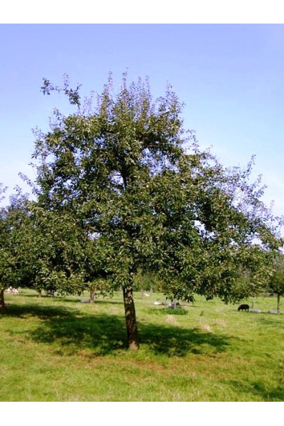 Груша звичайна Вижниця дерево