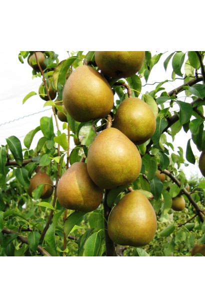 Груша домашня Вижниця плоди