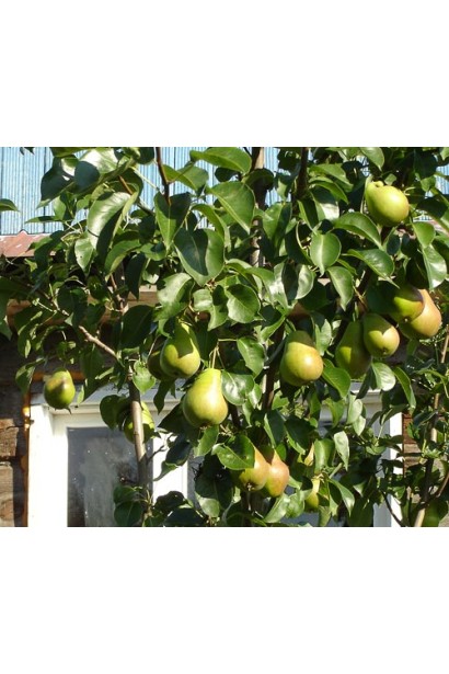 Pyrus communis Vyzhnitsa