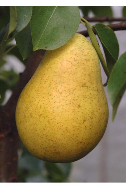 Груша домашня Vyzhnitsa