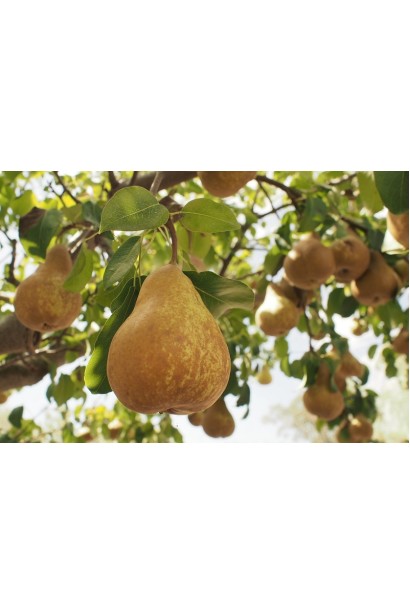 Груша звичайна Вижниця 