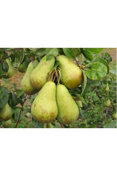 Груша осіння Вижниця