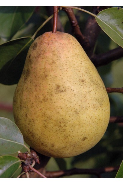 Плоди груші Vyzhnitsa