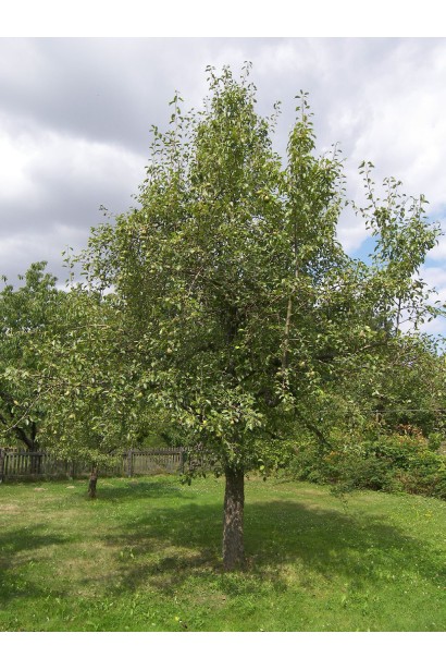 Груша звичайна Говерла дерево
