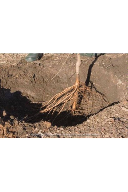 Груша Говерла голий корінь