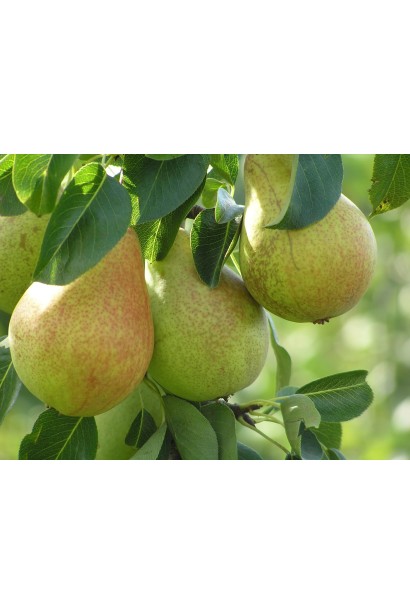 Груша домашня Говерла