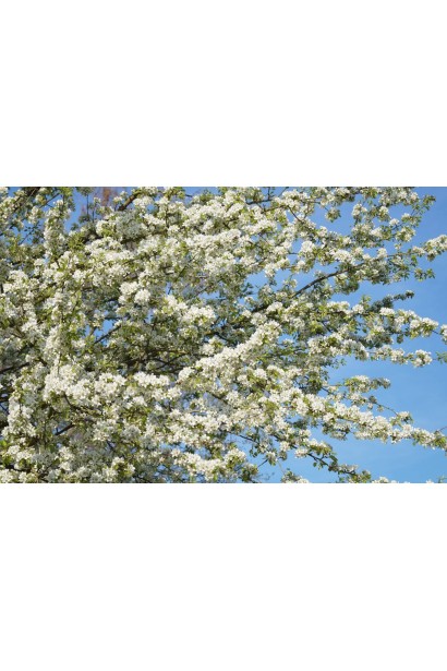 Груша звичайна Говерла цвітіння 