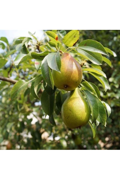 Груша звичайна Говерла (осіння) 