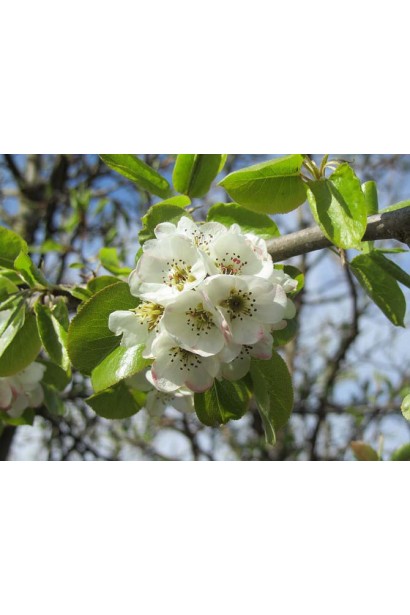 Груша звичайна Говерла білі квіти
