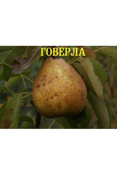 Pyrus communis Goverla