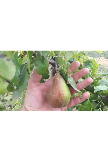 Груша сорт Goverla