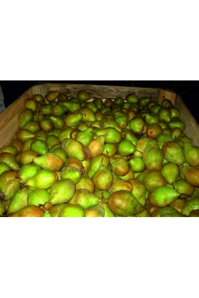 Груша звичайна Говерла плоди