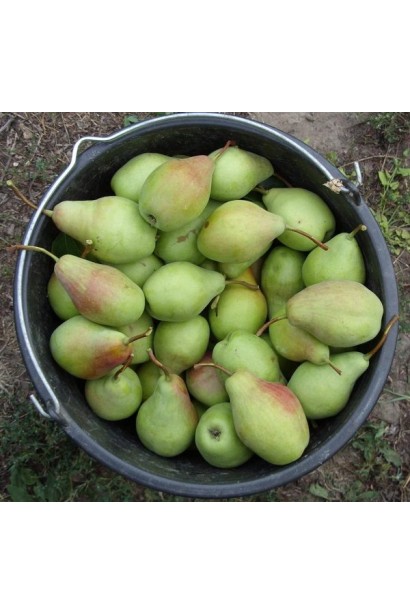 Груша осіння Говерла 