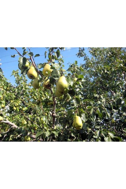 Груша домашня Бере Арданпон