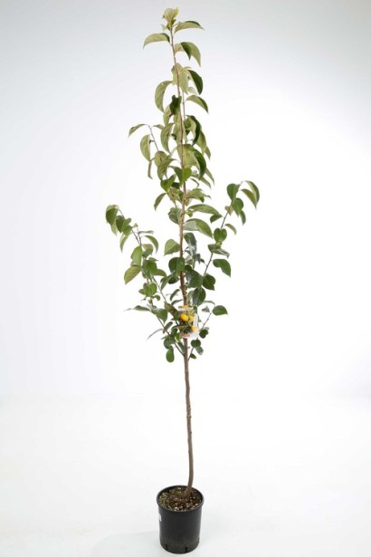 Груша звичайна Бере Арданпон саджанець в горщику