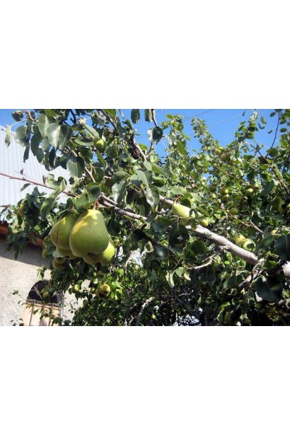 Груша звичайна Бере Арданпон