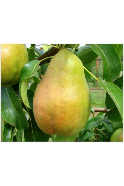 Груша звичайна Бере Арданпон плоди