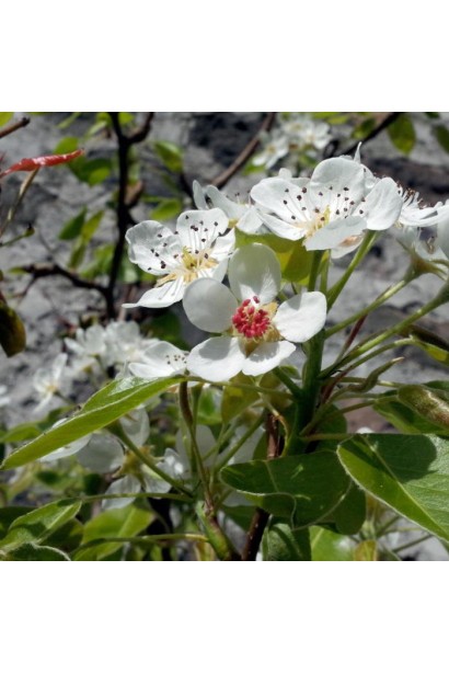 Груша Бере Арданпон цвітіння