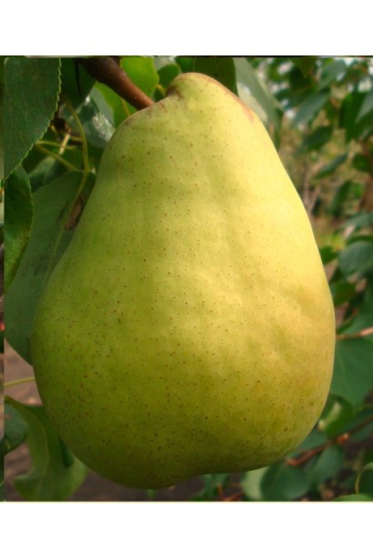 Pyrus communis Bere Ardanpon