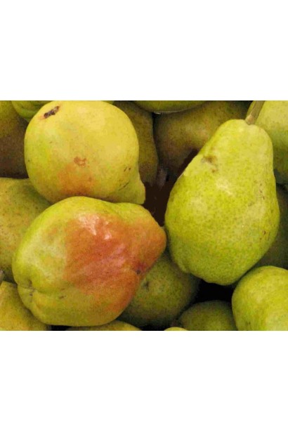 Груша зимова Бере Арданпон