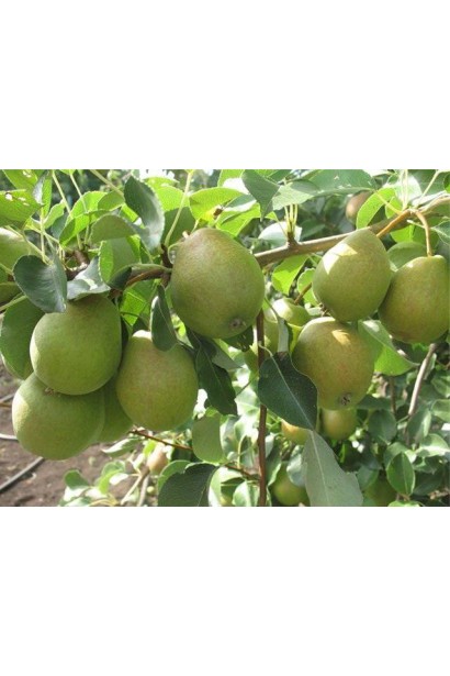 Груша звичайна Вікторія