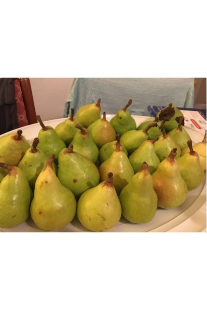 Груші сорту Вікторія