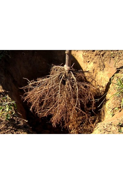 Груша звичайна Вікторія голий корінь