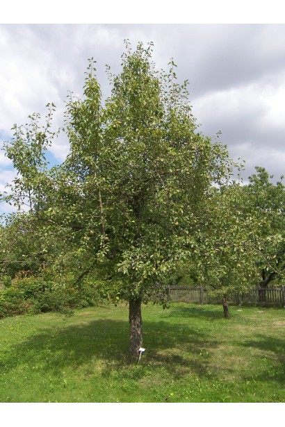 Груша звичайна Вікторія дерево