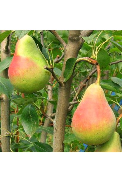 Груша звичайна Вікторія плоди