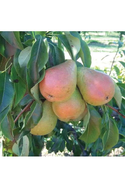 Груша домашня Вікторія