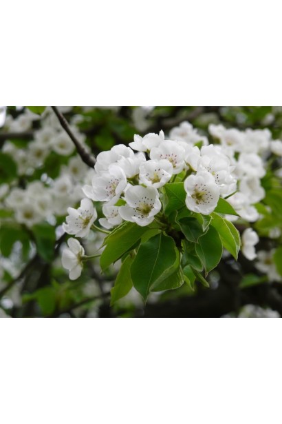 Груша звичайна Вікторія цвітіння