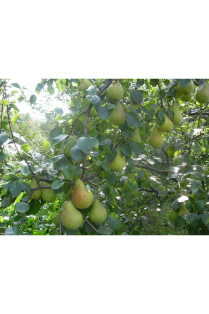 Pyrus communis Victoria