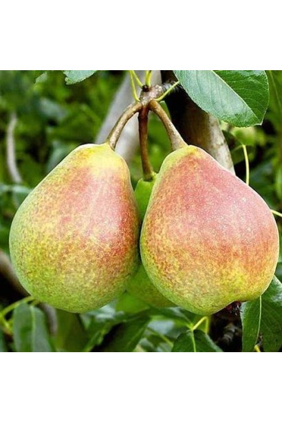 Груша літня Вікторія