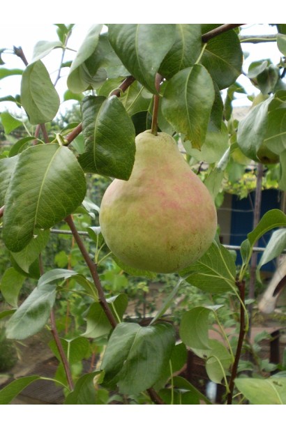 Груша звичайна Victoria