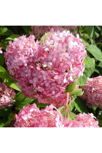 Гортензія Pink Annabelle великі рожеві суцвіття