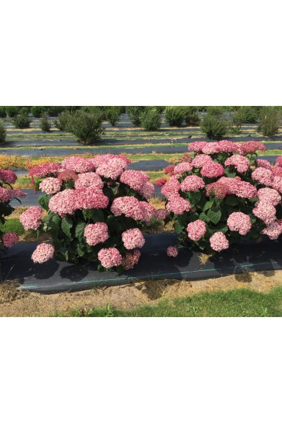 Гортензія  Пінк Аннабель квітучі кущі 