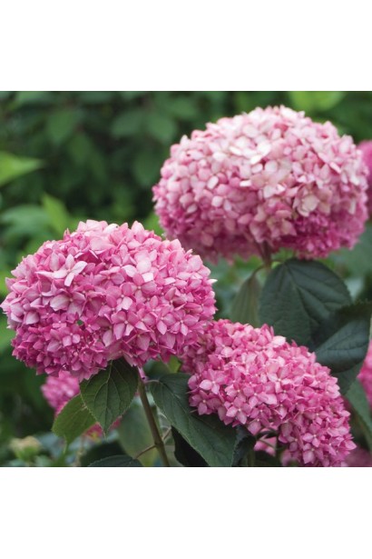 Рожева гортензія