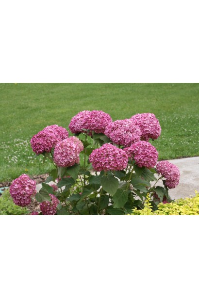 Hydrangea arborescens Pink Annabelle