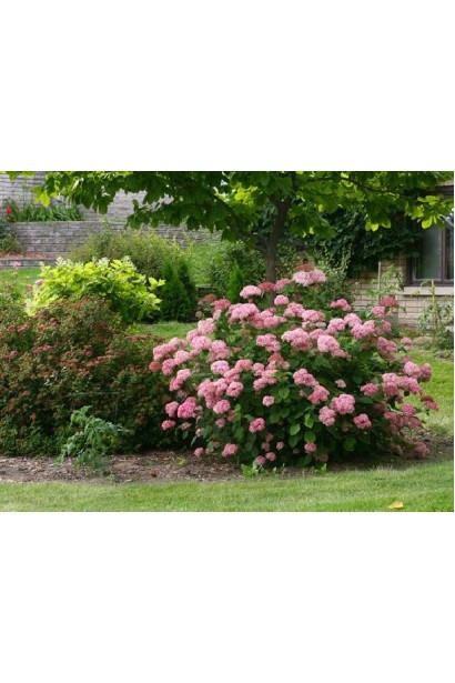 Гортензія Пінк Аннабель кущ округлої форми