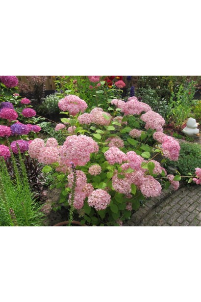 Гортензія деревоподібна Пінк Аннабель в ландшафті