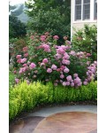 Гортензія деревоподібна Пінк Аннабель | Hydrangea arborescens Pink Annabelle | Гортензия древовидная Пинк Аннабель
