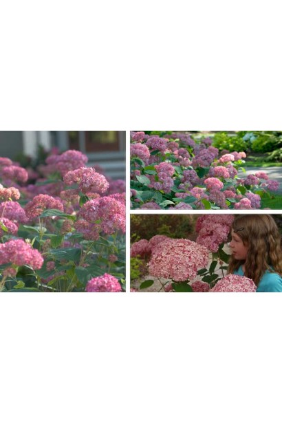 Гортензія деревоподібна Пінк Аннабель