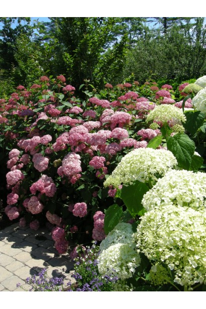 Гортензія  Пінк Аннабель ландшафтний дизайн