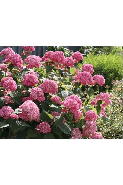 Hydrangea Pink Annabelle