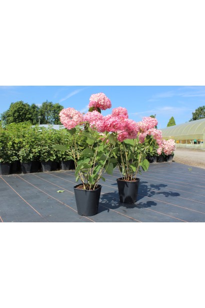 Гортензія  Пінк Аннабель контейнер 5 л