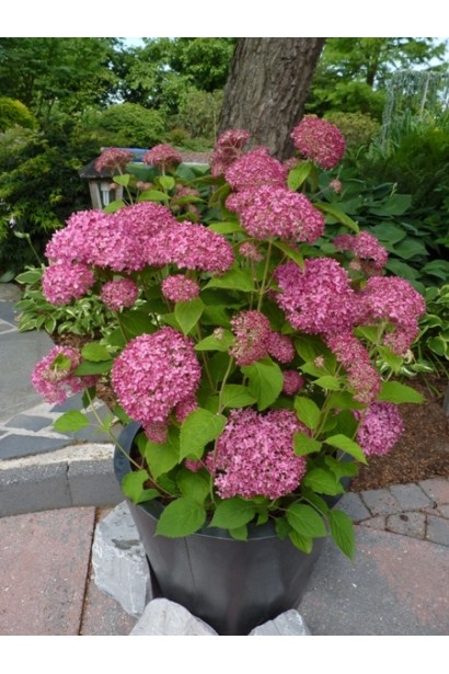 Гортензія  Пінк Аннабель в горщику в саду