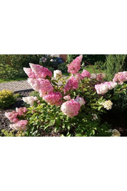 Hydrangea Fraise Melba